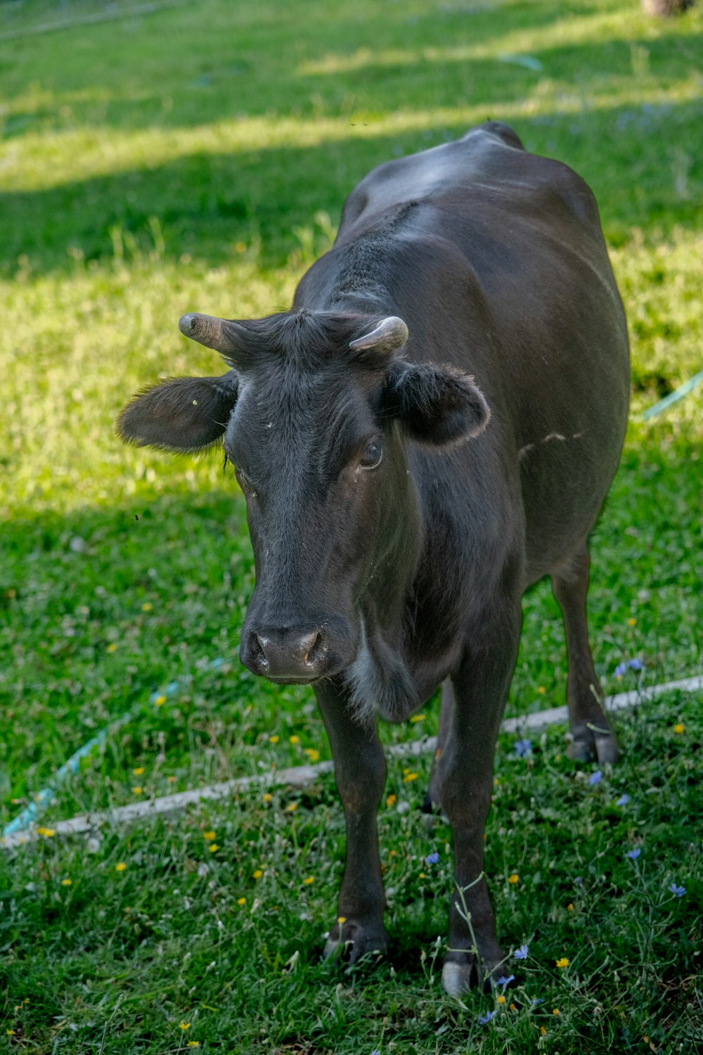 a brown cow standing on top of a lush green field