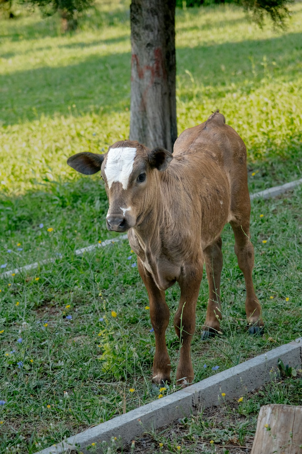 a baby cow standing in the grass near a tree