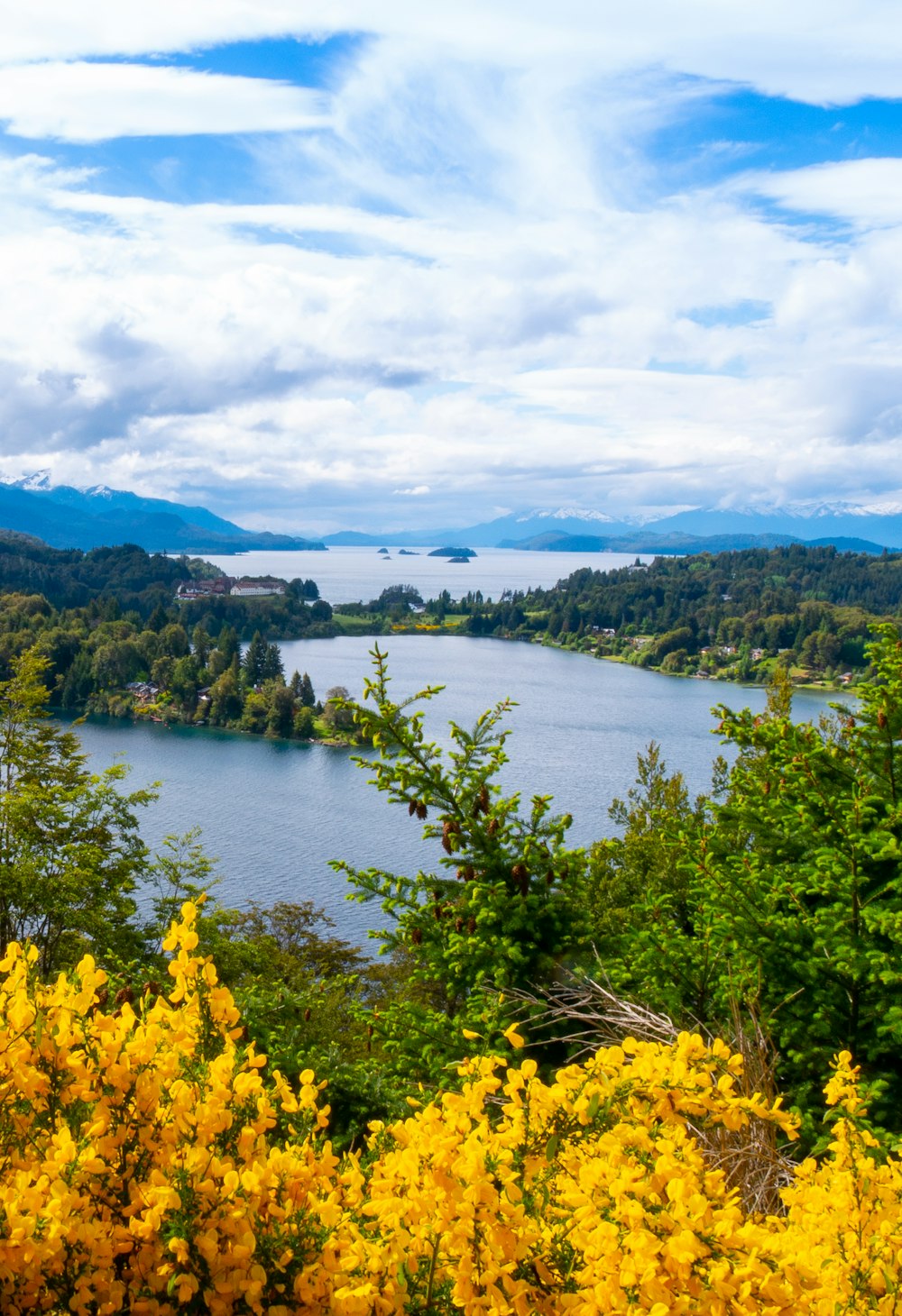 a lake surrounded by trees and yellow flowers