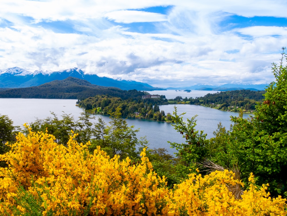 a lake surrounded by trees and yellow flowers