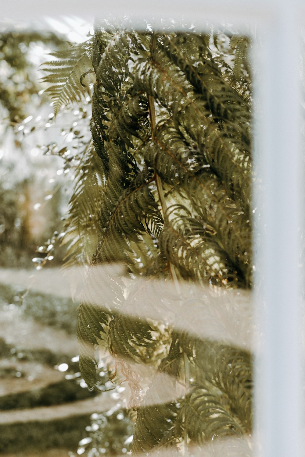 a view of a tree through a window