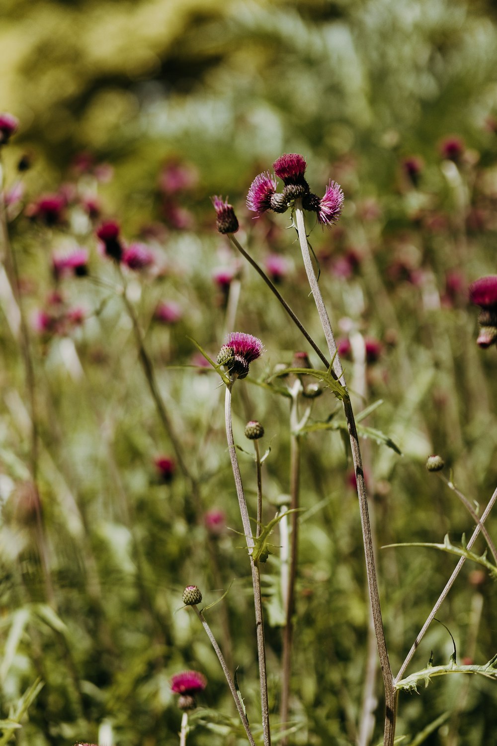 a field full of purple flowers and green grass