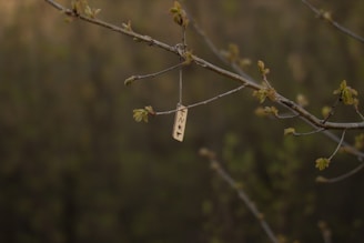 a small piece of metal hanging from a tree branch