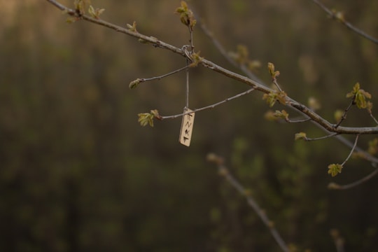 a small piece of metal hanging from a tree branch