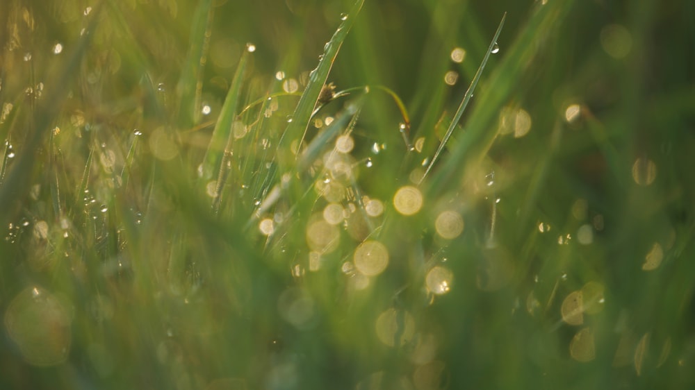 a close up of grass with water drops on it