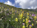 A restored meadow with wildflowers blooming under a bright sky.