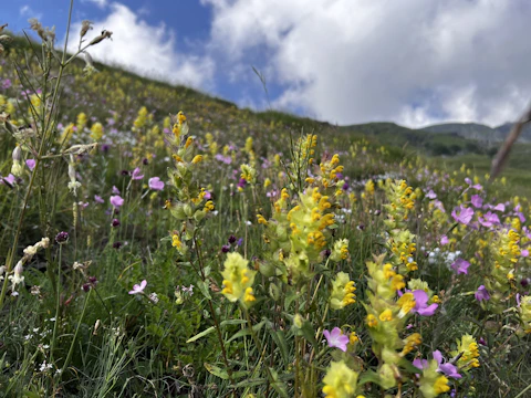 A restored meadow with wildflowers blooming under a bright sky.