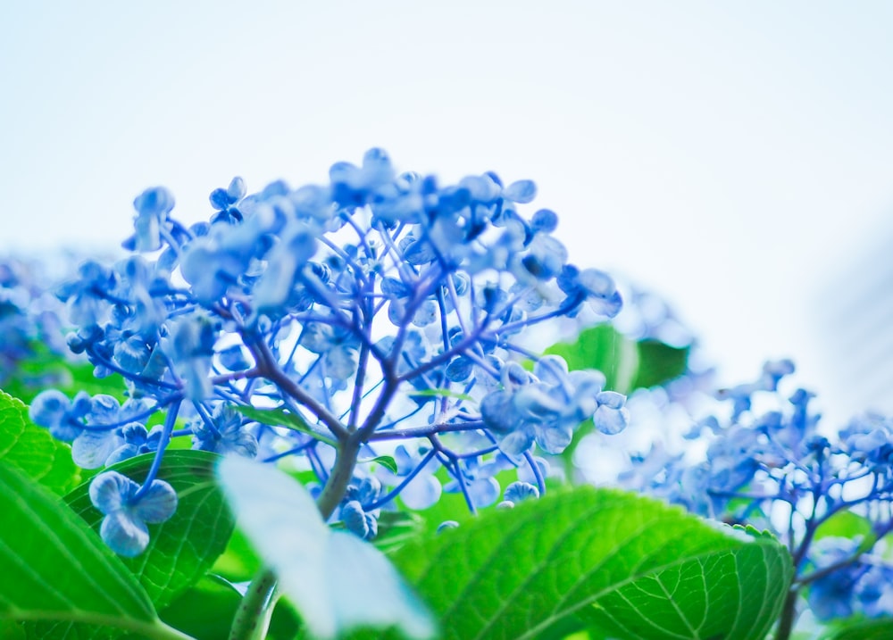 a close up of a blue flower with green leaves