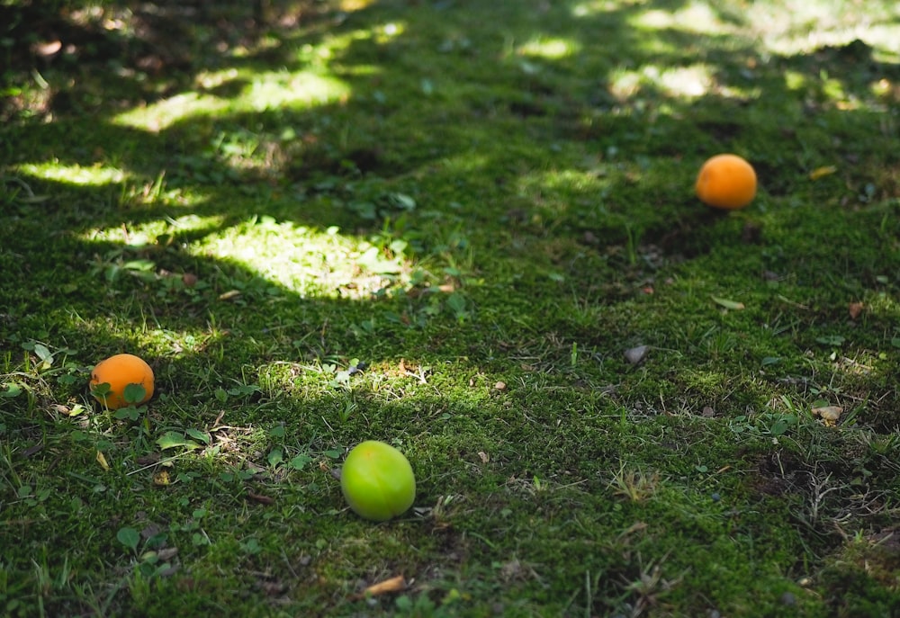 three oranges and two green apples on the grass