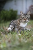 a cat walking across a lush green field