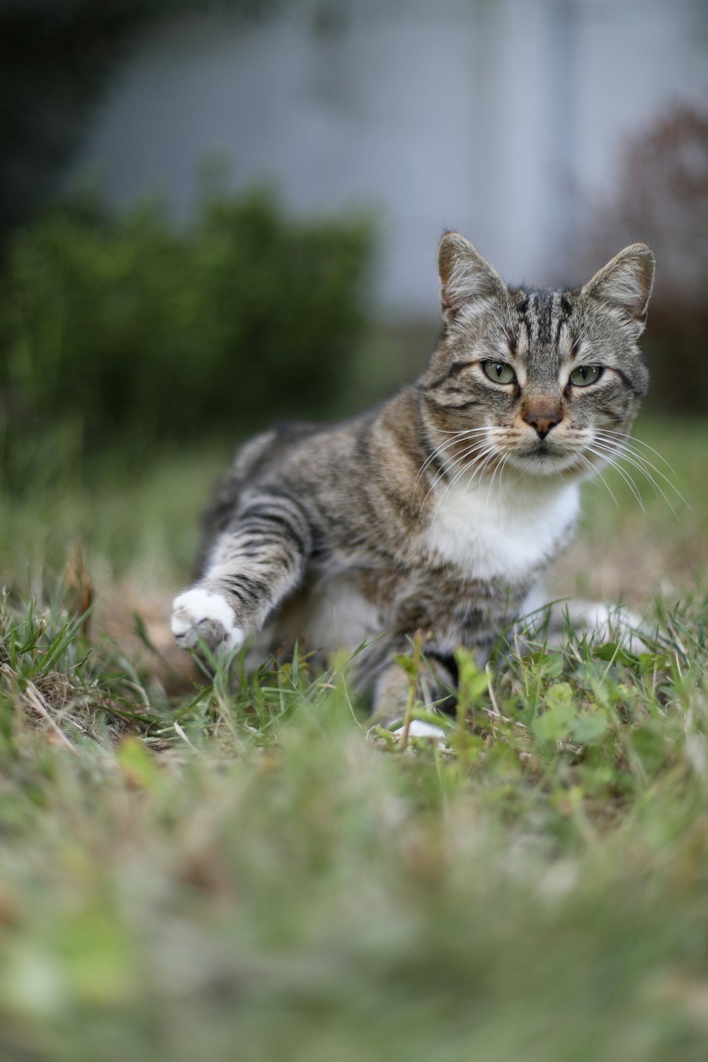 a cat walking across a lush green field