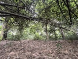 A dense forest area with a thicket of bamboo branches forming a natural canopy overhead. The ground is covered with dried leaves and twigs, while lush green trees fill the background, creating a serene and secluded atmosphere.