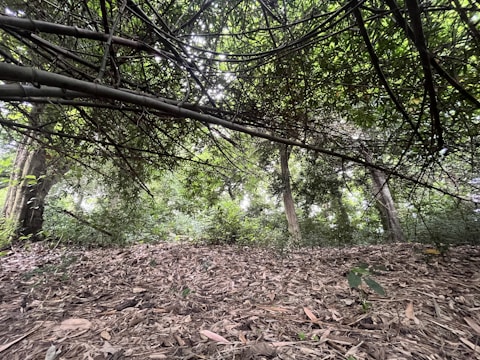 A dense forest area with a thicket of bamboo branches forming a natural canopy overhead. The ground is covered with dried leaves and twigs, while lush green trees fill the background, creating a serene and secluded atmosphere.