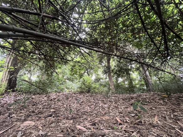 A dense forest area with a thicket of bamboo branches forming a natural canopy overhead. The ground is covered with dried leaves and twigs, while lush green trees fill the background, creating a serene and secluded atmosphere.