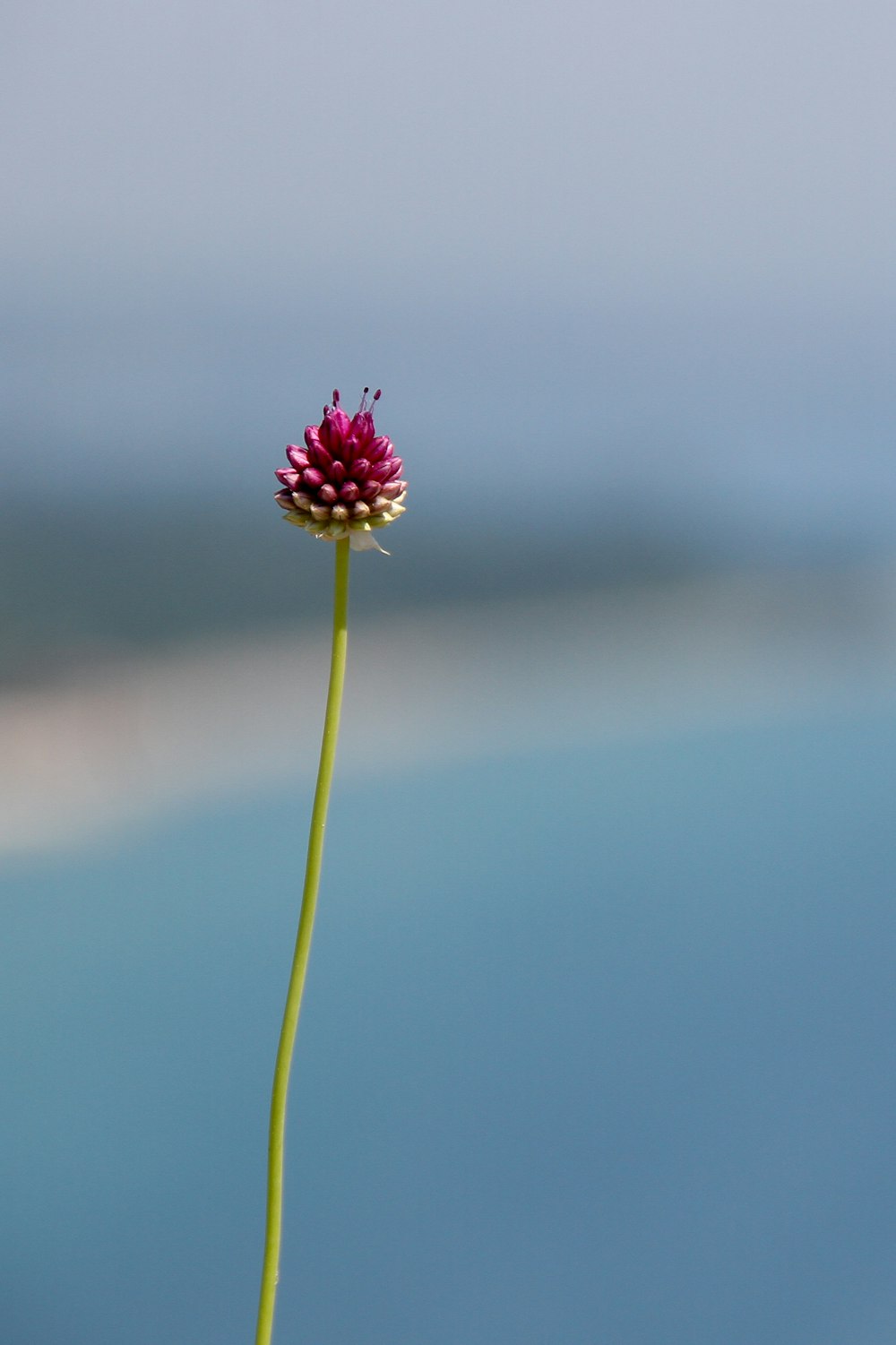 a single flower with a blurry background