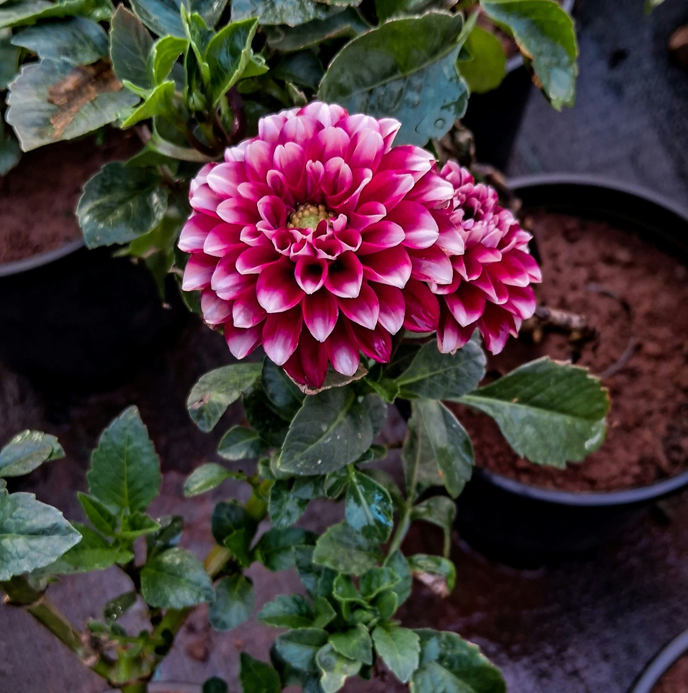 um close up de uma flor rosa em um vaso