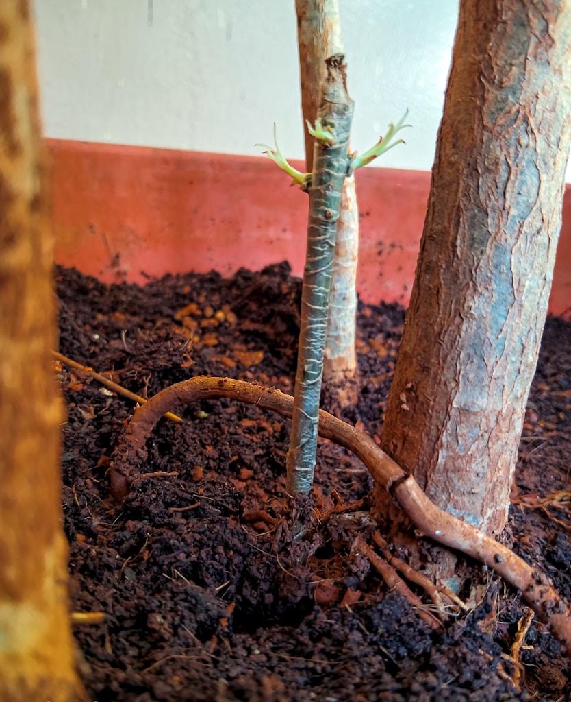 Premium Agarwood Plant