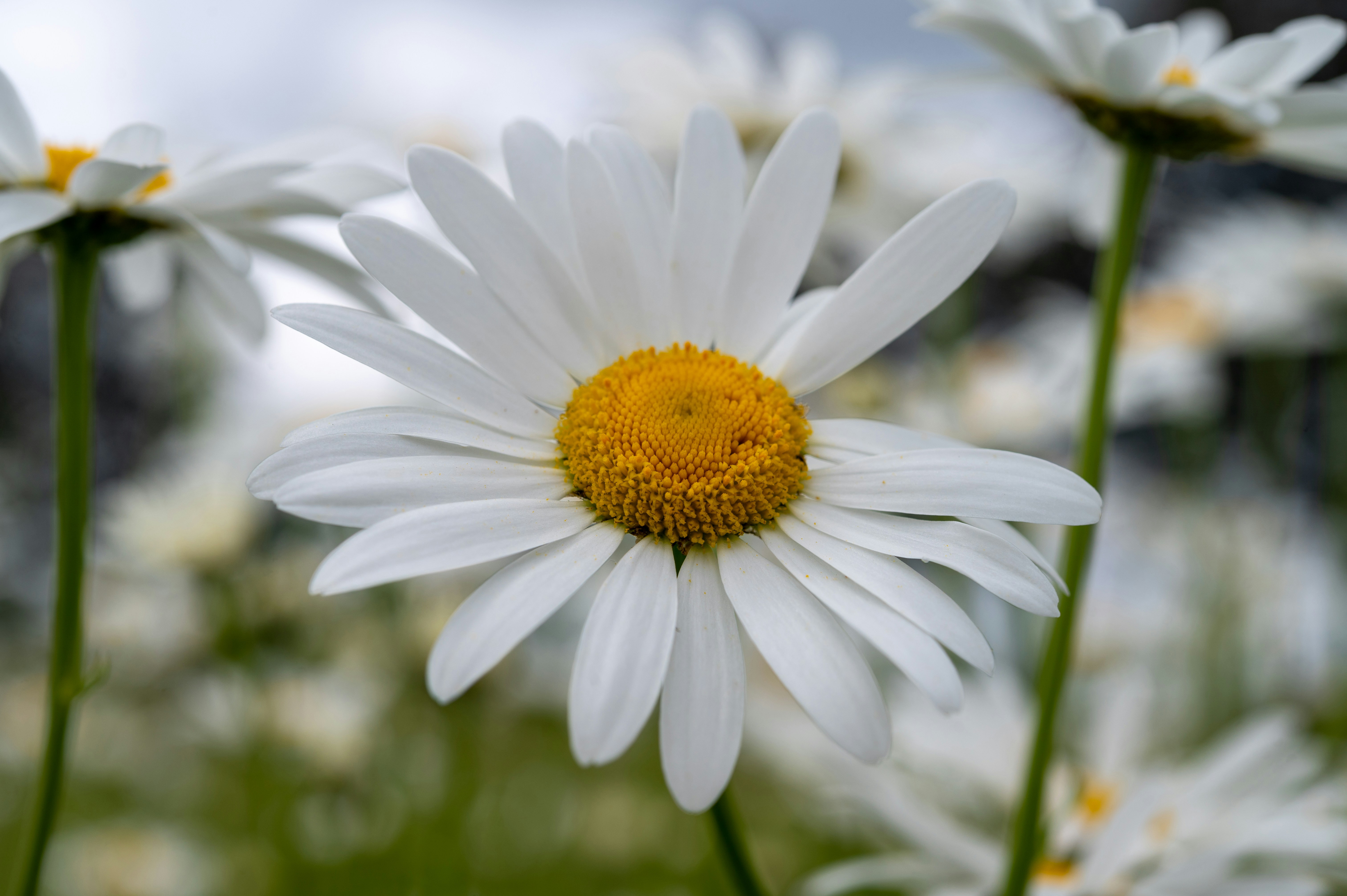 A close up of a daisy with other daisies in the background photo Free