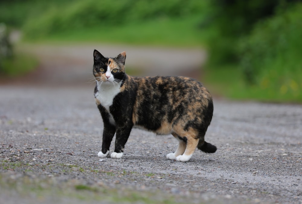 Un gato calicó parado en un camino de grava