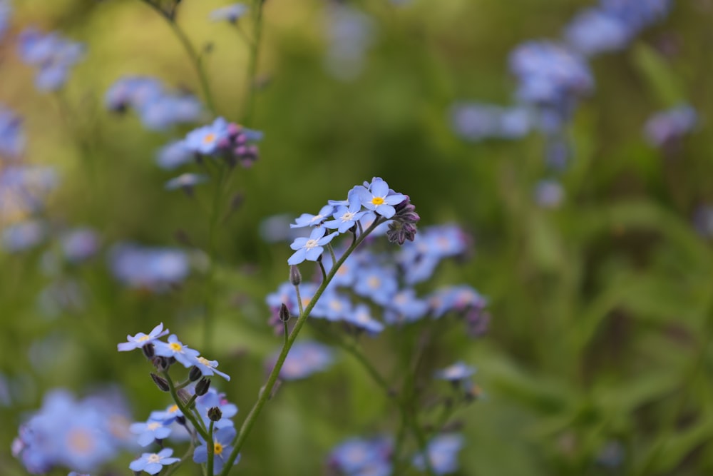 a bunch of blue flowers that are in the grass