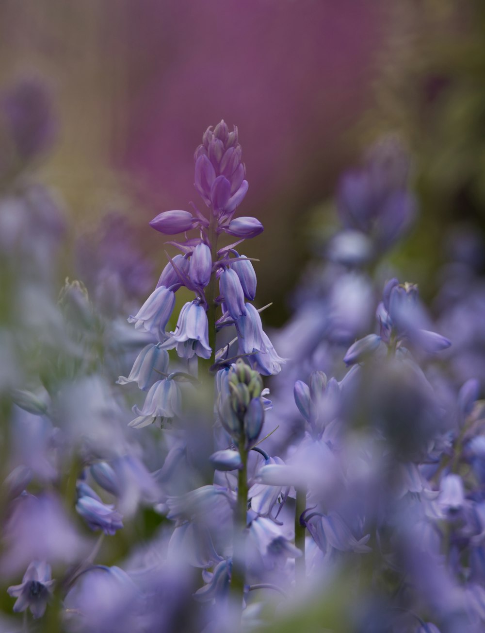 a close up of a purple flower with blurry background