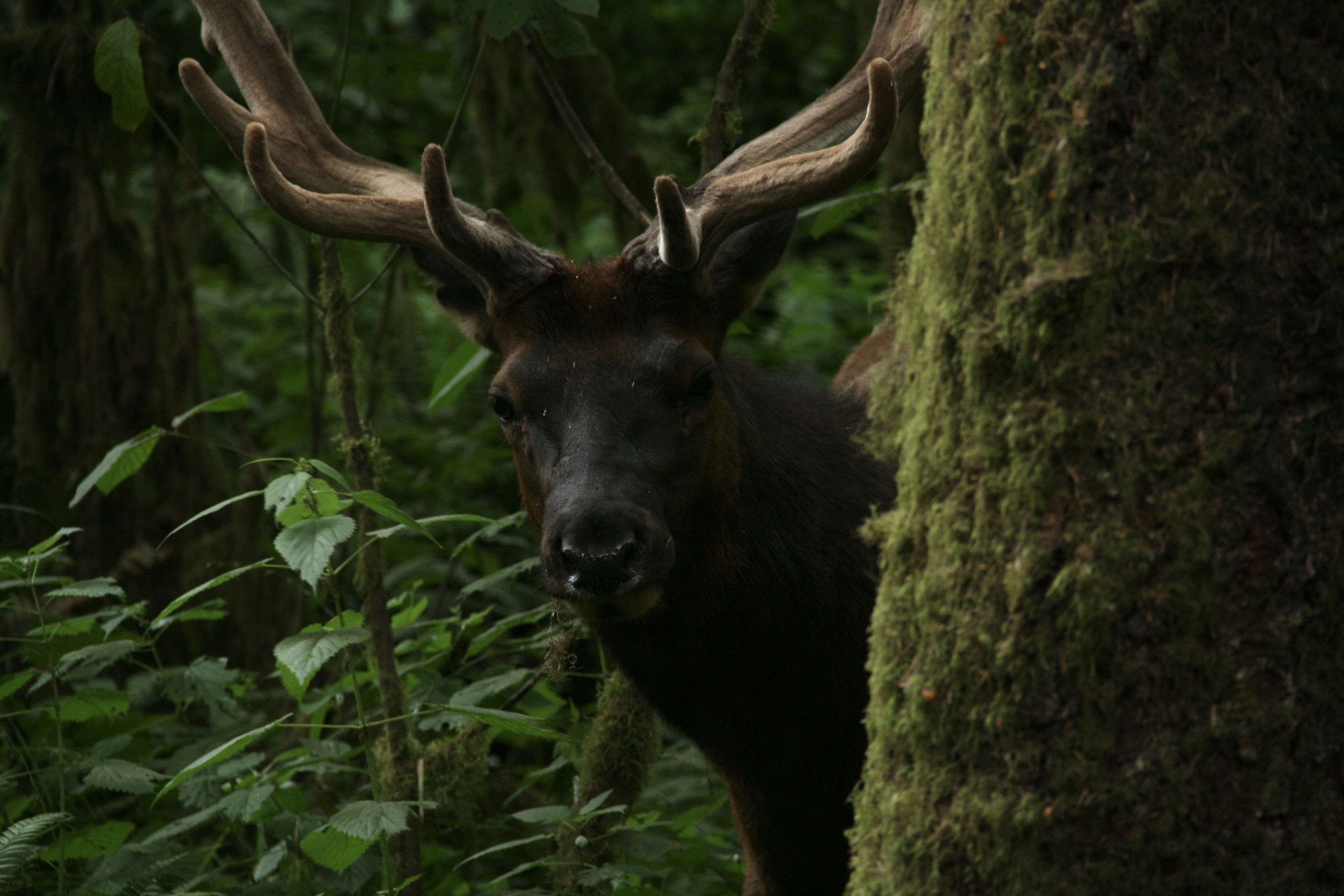 Morning Mist Elk Print