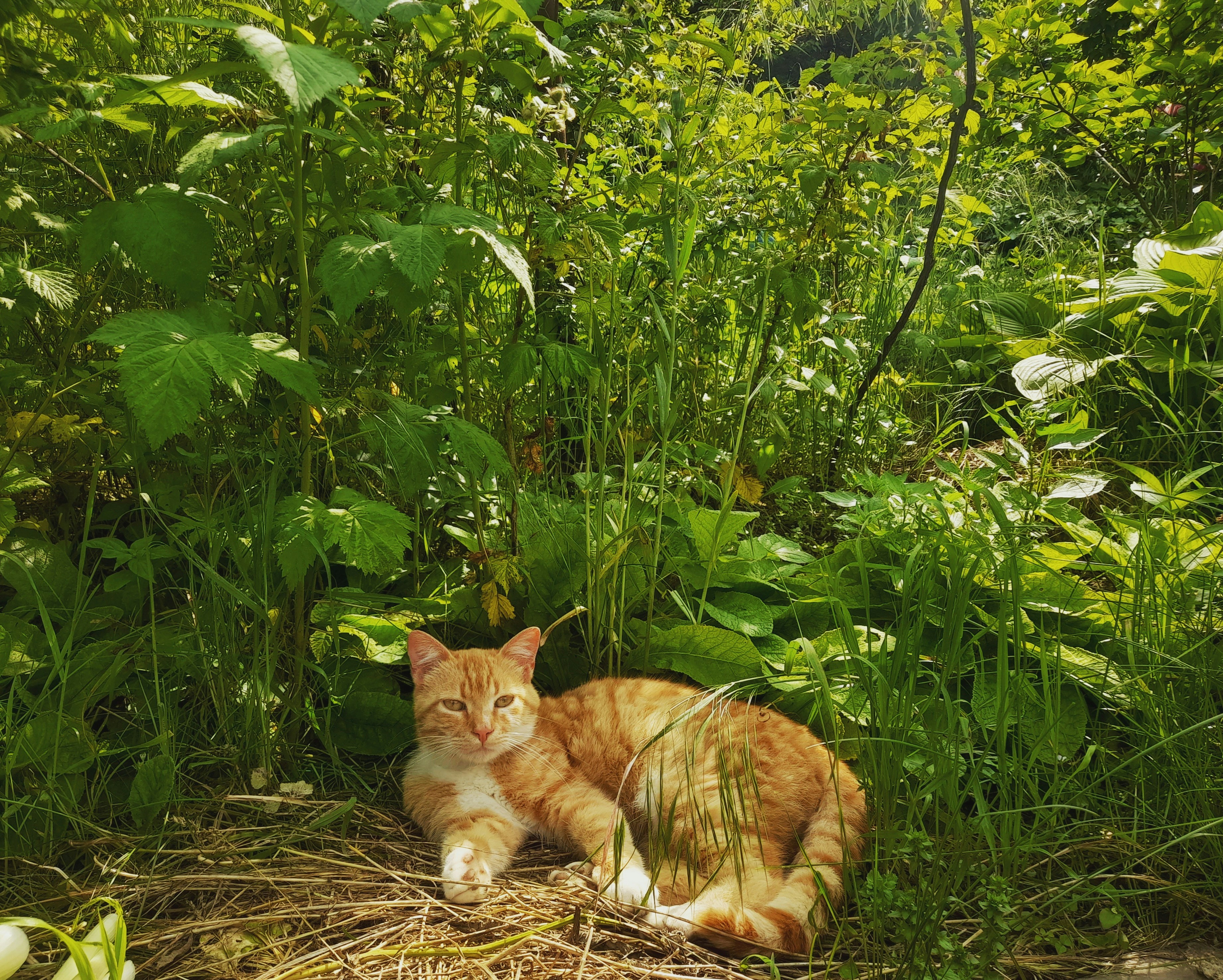 10. Lemongrass: The Zesty Mood Booster (image credits: unsplash)