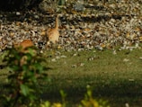 A playful orange kitten chasing autumn leaves in a backyard.