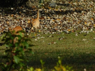 Two cats are roaming in a yard filled with fallen autumn leaves. The cats, one prominently visible and another partially obscured by foliage, are both orange in color and explore the grassy area. The background showcases a mix of dry leaves and some green patches, under the clear light of a sunny day.