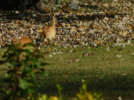Two cats are roaming in a yard filled with fallen autumn leaves. The cats, one prominently visible and another partially obscured by foliage, are both orange in color and explore the grassy area. The background showcases a mix of dry leaves and some green patches, under the clear light of a sunny day.