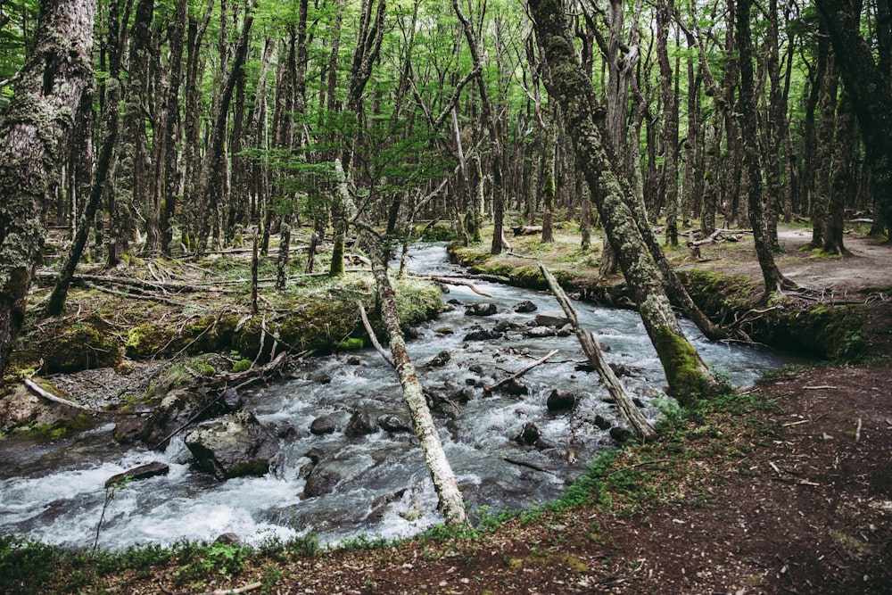 a stream running through a forest filled with trees