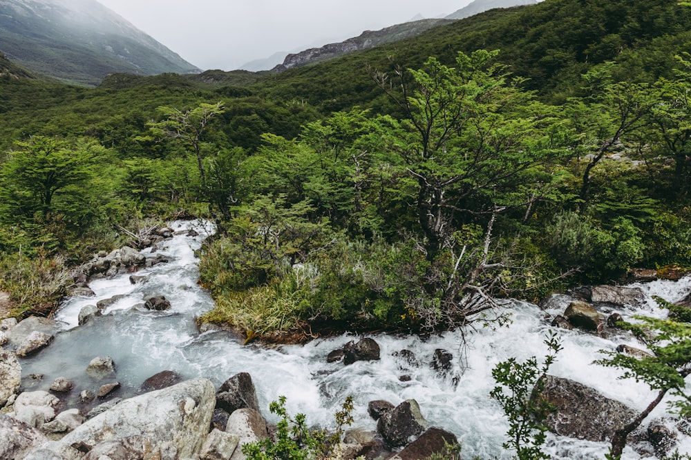 a river running through a lush green forest