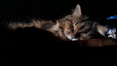 A cozy image of a cat lounging in a sunbeam.