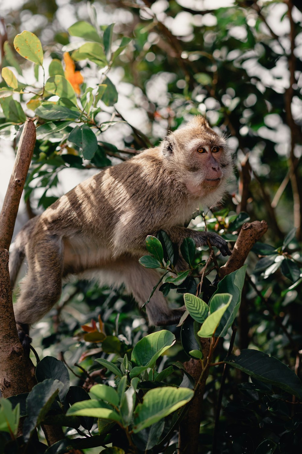 a small monkey hanging from a tree branch