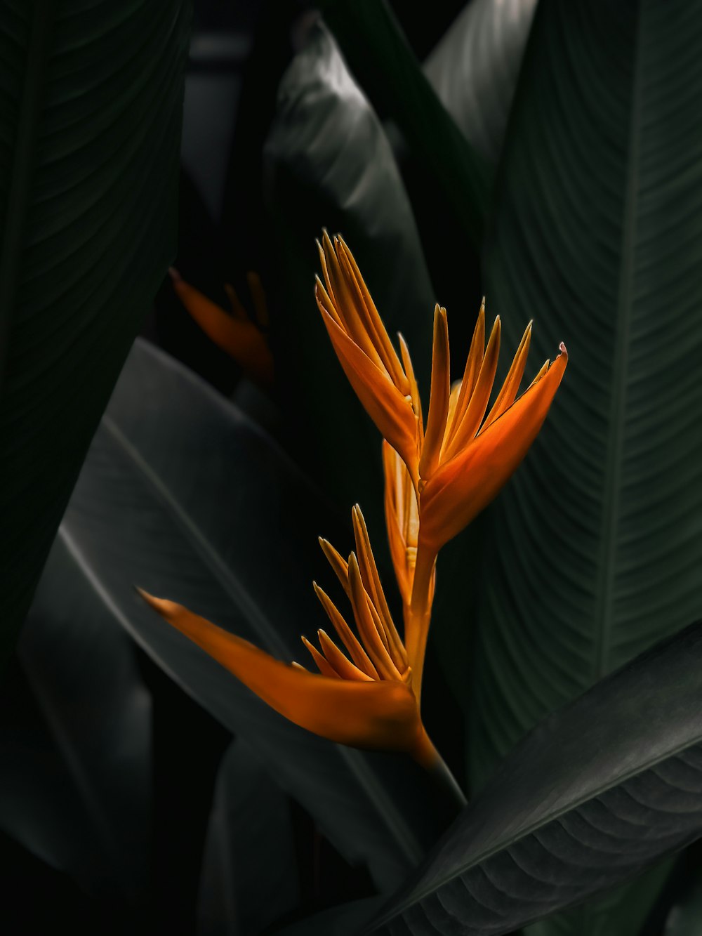 a close up of a flower with leaves in the background