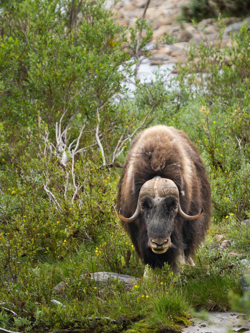 a bison standing in a field of grass and bushes