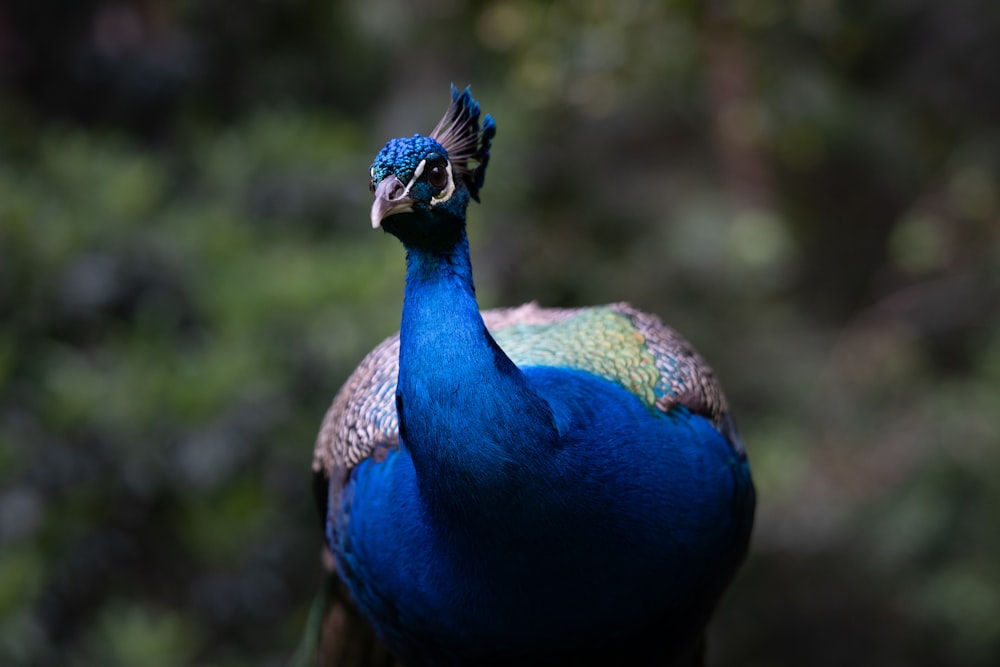 a blue and green bird with a green background