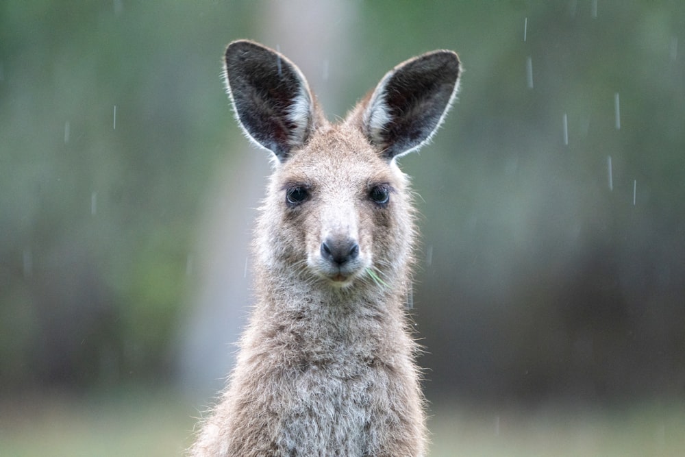 Un primer plano de un canguro bajo la lluvia