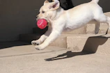 A playful golden retriever chasing a bright red ball in a sunlit park.
