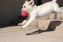 A playful puppy enjoying a game of fetch in a sunny park.