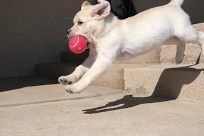 A playful Labrador puppy chasing a bright red ball in a sunlit backyard