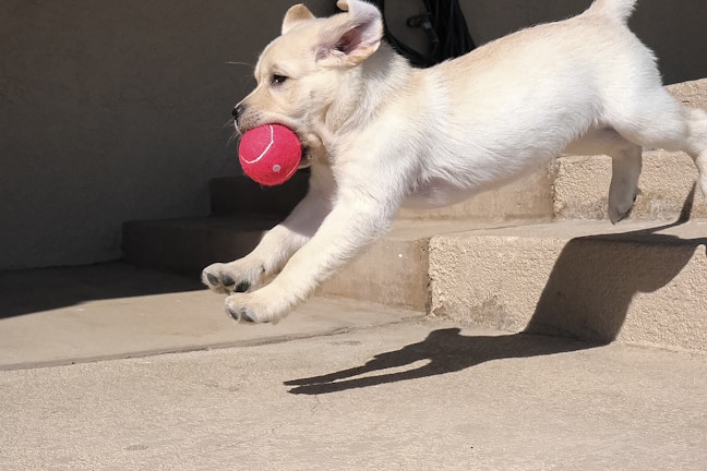 A playful Labrador puppy chasing a colorful ball in a sunny garden.