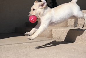 Two playful puppies chasing a bright red ball across a grassy park.