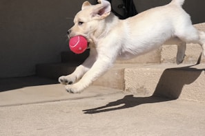 A playful dog with a ball in its mouth.