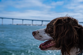 A brown and white dog with fluffy fur stands in profile against a backdrop of a large body of water. In the distance, a long bridge stretches across the frame under a partially cloudy sky.