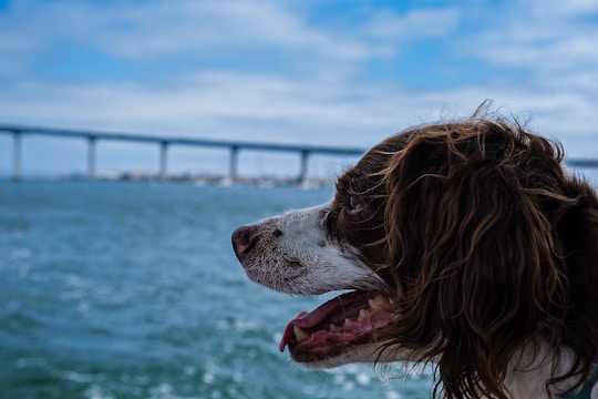 A brown and white dog with fluffy fur stands in profile against a backdrop of a large body of water. In the distance, a long bridge stretches across the frame under a partially cloudy sky.