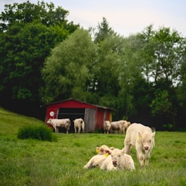 In the foreground, several light-colored cows are resting on lush green grass. They appear relaxed and content. Behind them stands a red barn with weathered wooden doors, adding a rustic charm to the scene. Dense trees with rich foliage fill the background, suggesting a serene and natural rural environment.