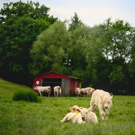 In the foreground, several light-colored cows are resting on lush green grass. They appear relaxed and content. Behind them stands a red barn with weathered wooden doors, adding a rustic charm to the scene. Dense trees with rich foliage fill the background, suggesting a serene and natural rural environment.