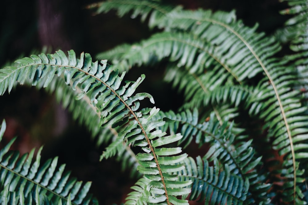 a close up of a green plant with lots of leaves