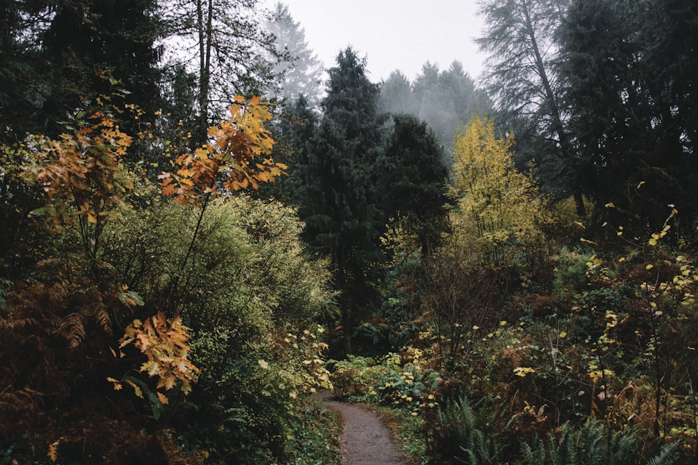 a path through a forest with lots of trees